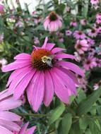Coneflower Nature Flowers Cone