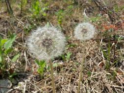 Dandelion Nature Flowers