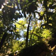 Doi Inthanon Nature Mountains