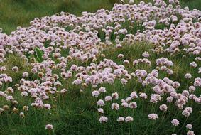 Pink Flowers Flower Spring