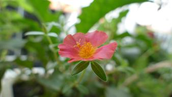 Portulaca Grandiflora Flower