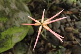 Swords Flower Beautiful