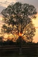 Tree Silhouette Sunset