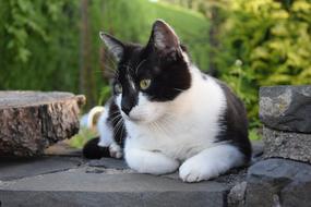 recumbent colored cat on the rocks