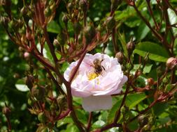 Pink Flower Rosary