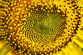 Sunflower Flower Nature