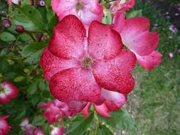 Pink Rosebush Rosary