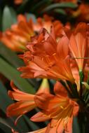 Flower Orange