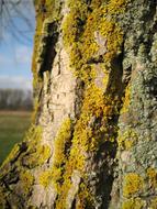 Tree Tribe Lichen