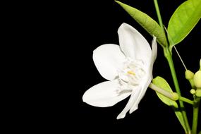 Flowers Nature Fresh The