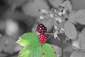Bramble Semi Mature Nature Close