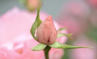 Rose Pink Flower