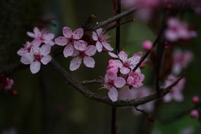 Flower Nature Cherry Wood