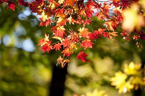 Autumn Leaves Red
