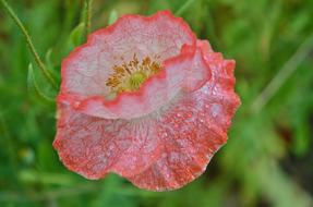 Poppy Flower Natur