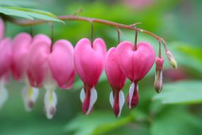 Nature Flower Garden