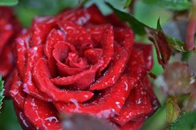 Rose Flower Nature macro blur