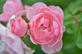 Rose Flower Natur