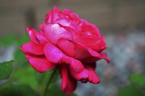 Rose Flower Natur