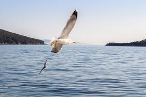 Seagull Sea Nature