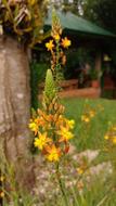 Photo Of yellow flowers in the garden nature
