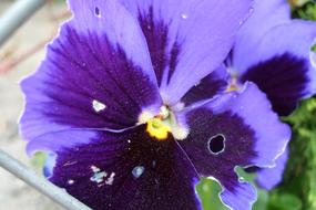 Pansy Flower