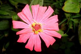 Beautiful Flower Plant