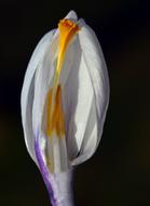 Crocus White Blossom