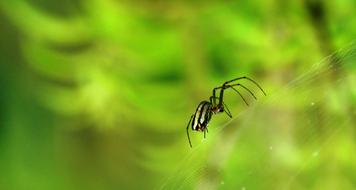 Spider Nature