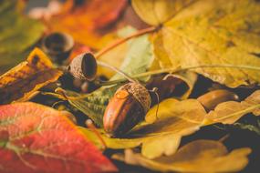Autumn Leaves fallen closeup photo