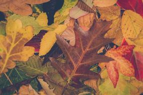 Sheet Autumn Leaf Fall