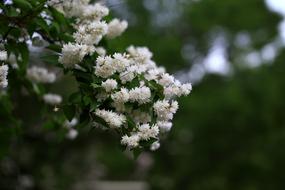 Flowers Nature Plants