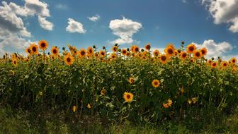 Sunflower Sunflowers Yellow