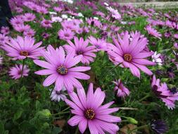 Flower Purple Daisy Nature