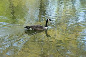 The Body Of Water Nature Lake