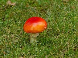Fly Agaric Autumn Forest
