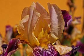 Iris Lily Flower