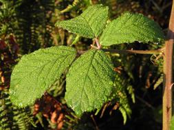 Nature Dew Drop Of Water