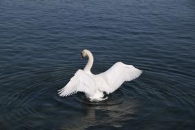 Majestic Bird Swan