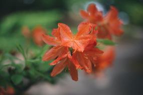 Nature Landscape Closeup