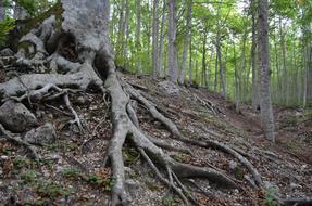 Root Beech Wood