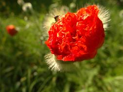 Poppy Flower