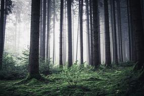 Forest Morning Nature