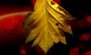 Large Leaf Yellow Leaves