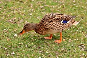 Mallard Cute Nature