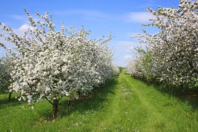 Apfelbluehte Spring Fruit