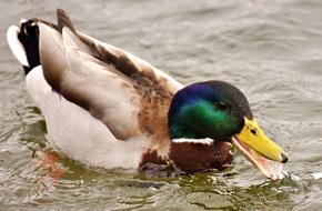 Mallard Drake Colorful