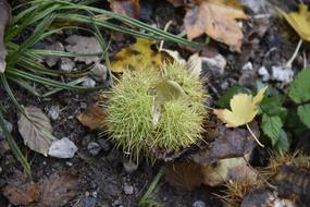 Autumn Maroni Sweet Chestnuts