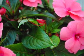 Flowers Garden Botanical