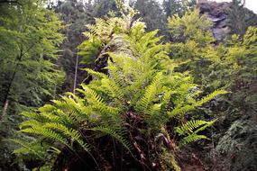Bracken Ferns Nature